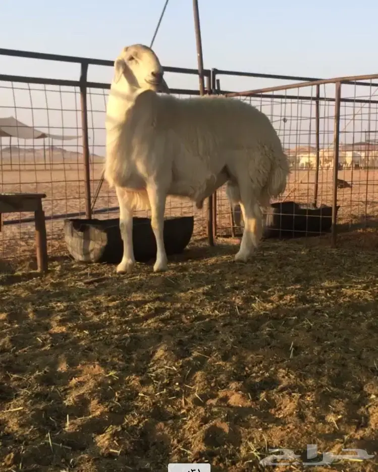 عرض حلال ممتاز - لا تفوته! (image 6)