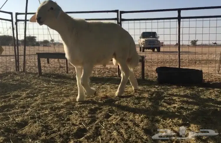 عرض بسيط من انتاج مراح الرأسيات