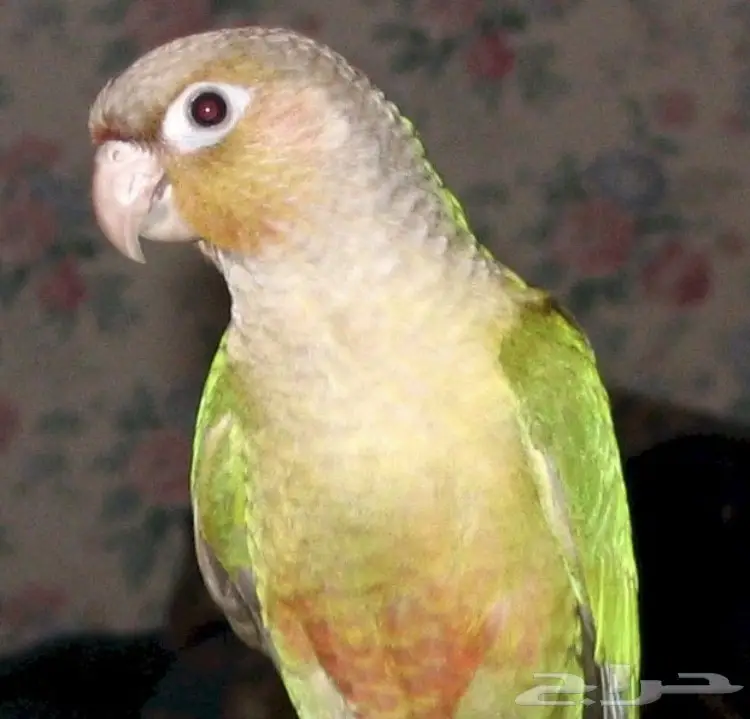 ذكر كنيور محلل