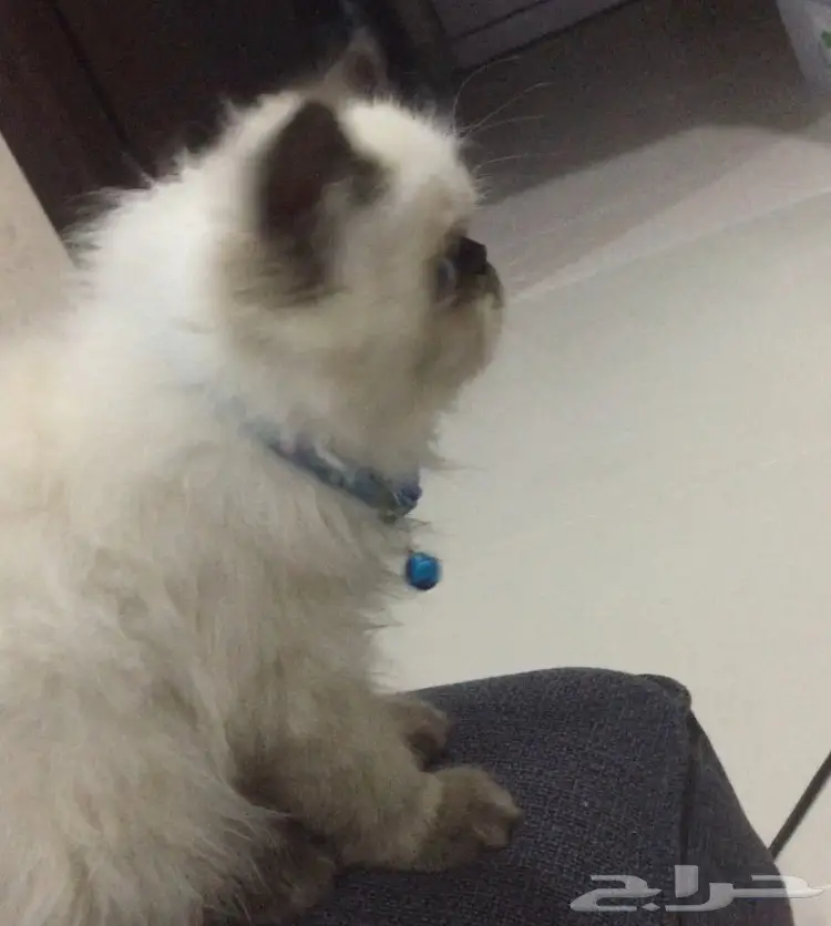 قطه كيتن بيكي فيس (image 4)