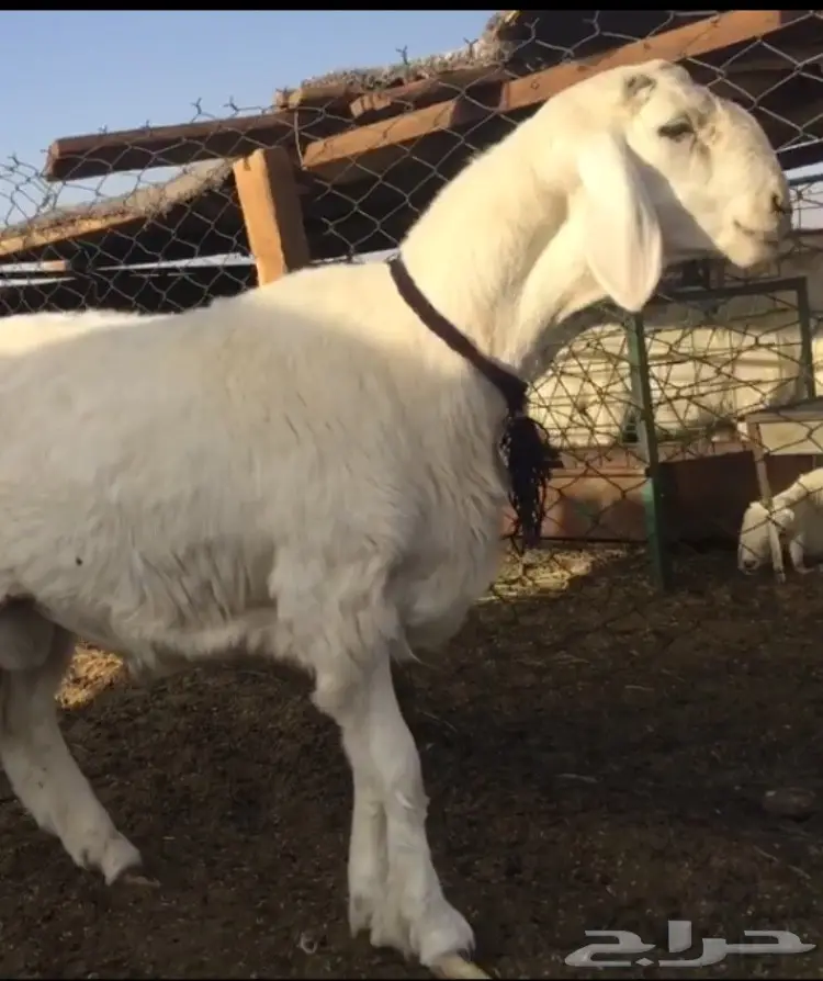 عرض حلال ممتاز - لا تفوته! (image 3)