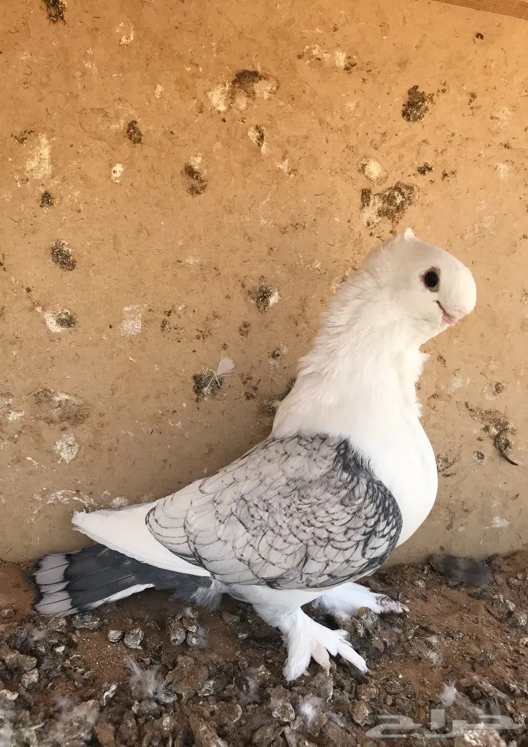 فحل ستنايت توب  (image 5)