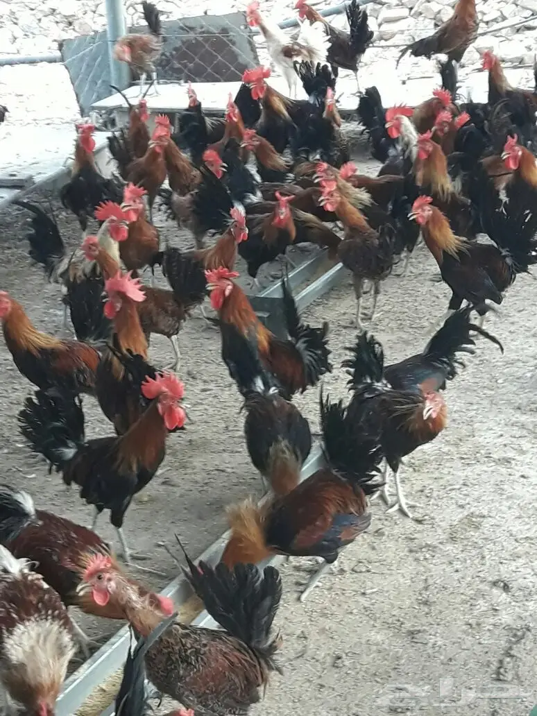 ديووكك للبيع 