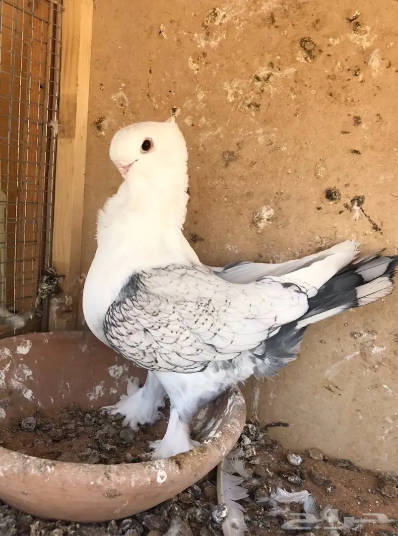 فحل ستنايت توب  (image 2)