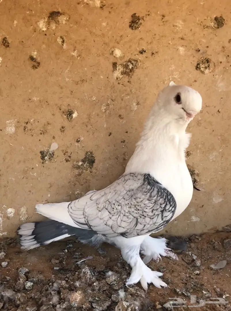 فحل ستنايت توب  (image 3)