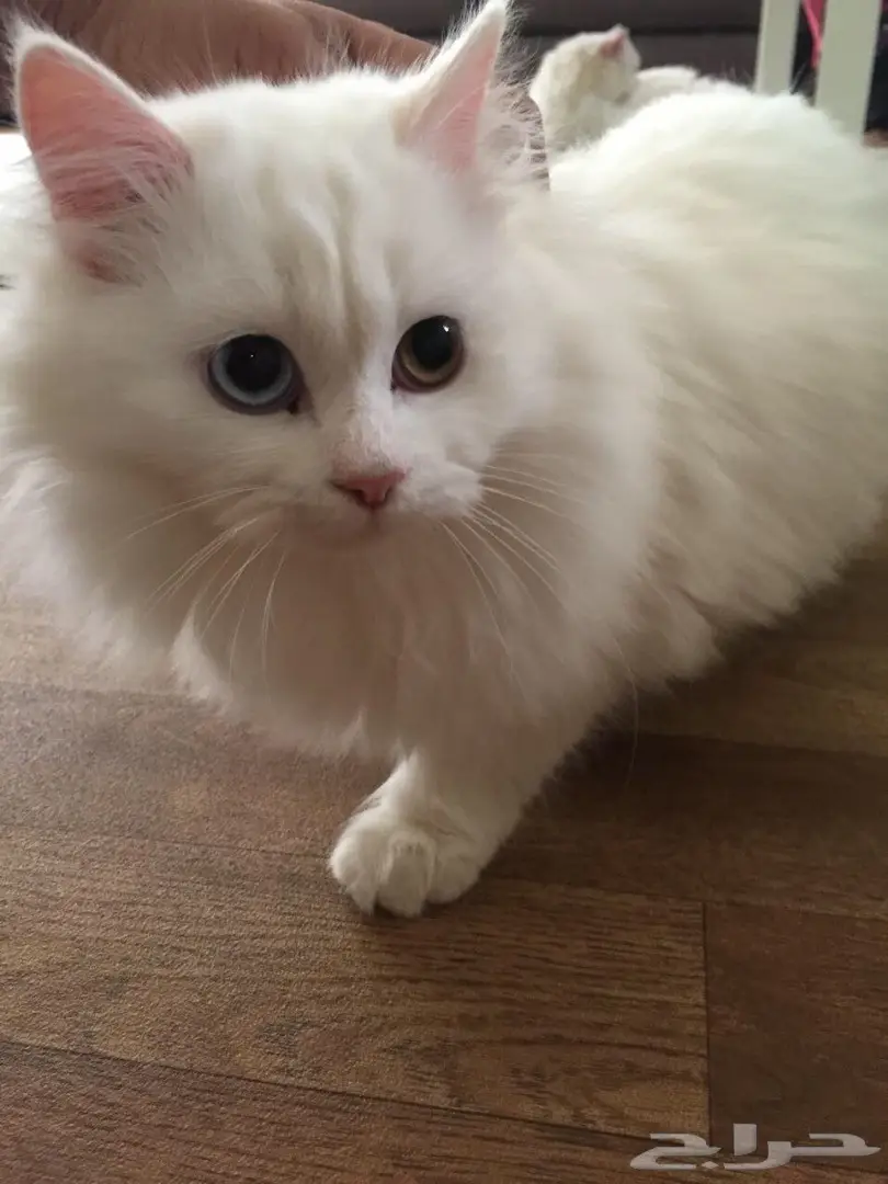 قطط شرازيه للبيع 