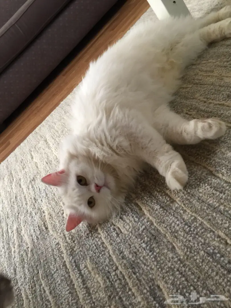 قطط شرازيه للبيع  (image 1)