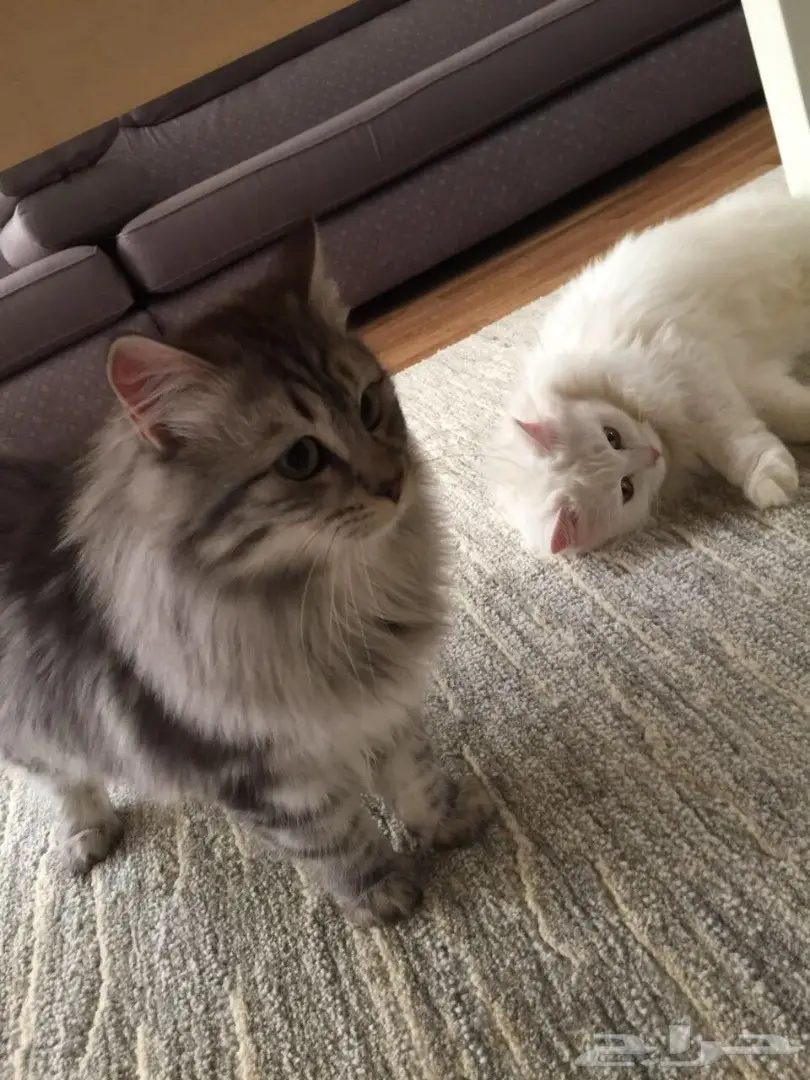 قطط شرازيه للبيع  (image 2)