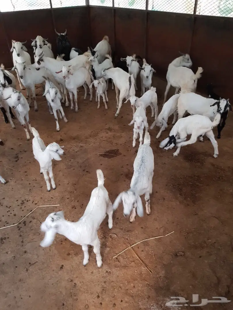 غنم للبيع