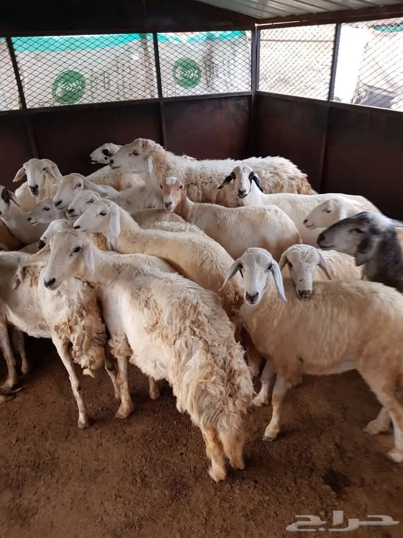 غنم للبيع (image 1)