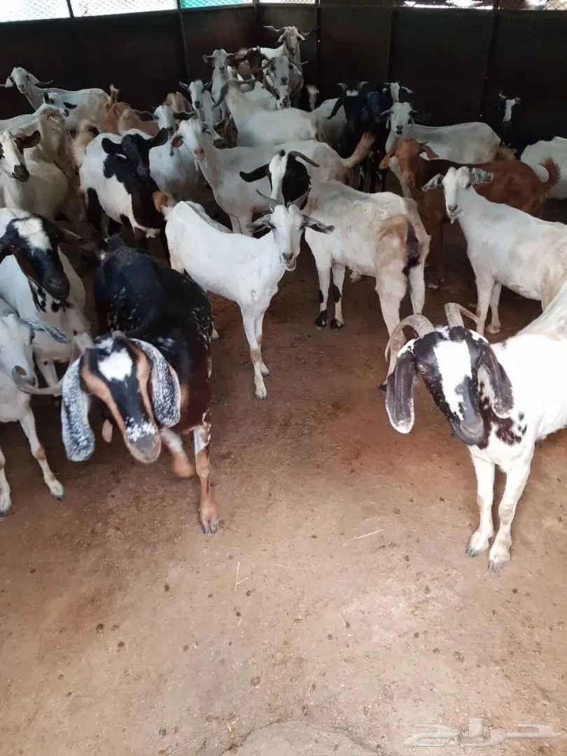 غنم للبيع (image 2)