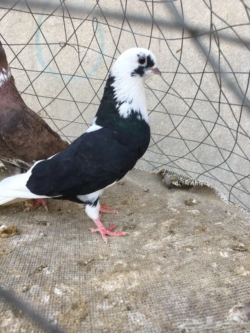 جوز قطيفي أصيل - صحة ممتازة! (image 2)