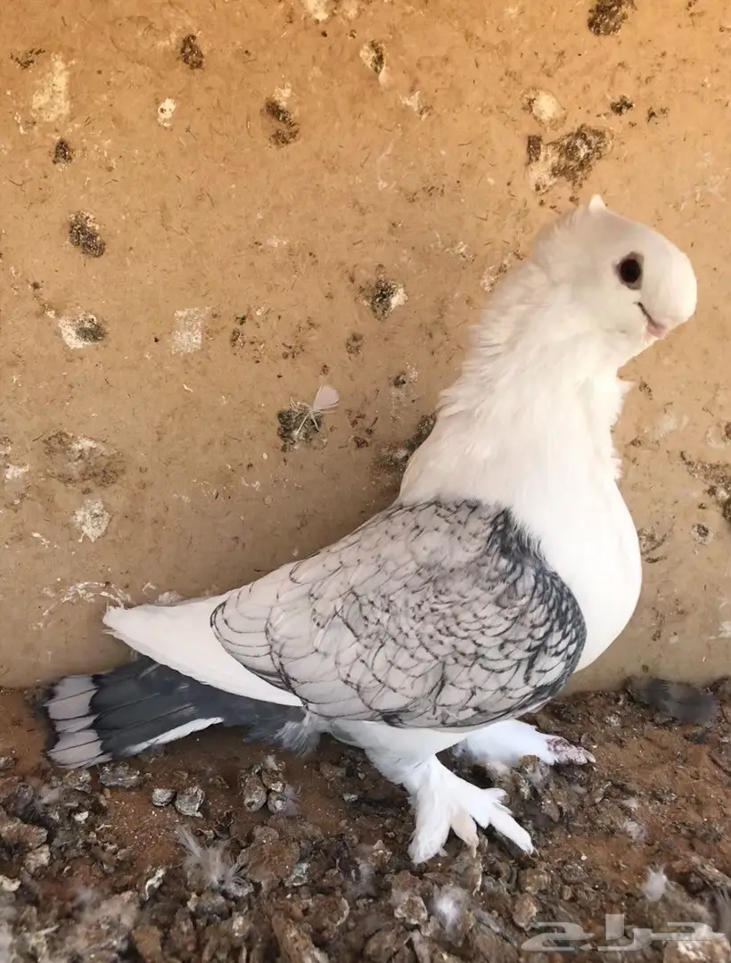 فحل ستنايت توب  (image 4)