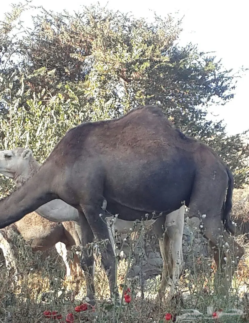 نياق للبيع العدد 3 (image 9)