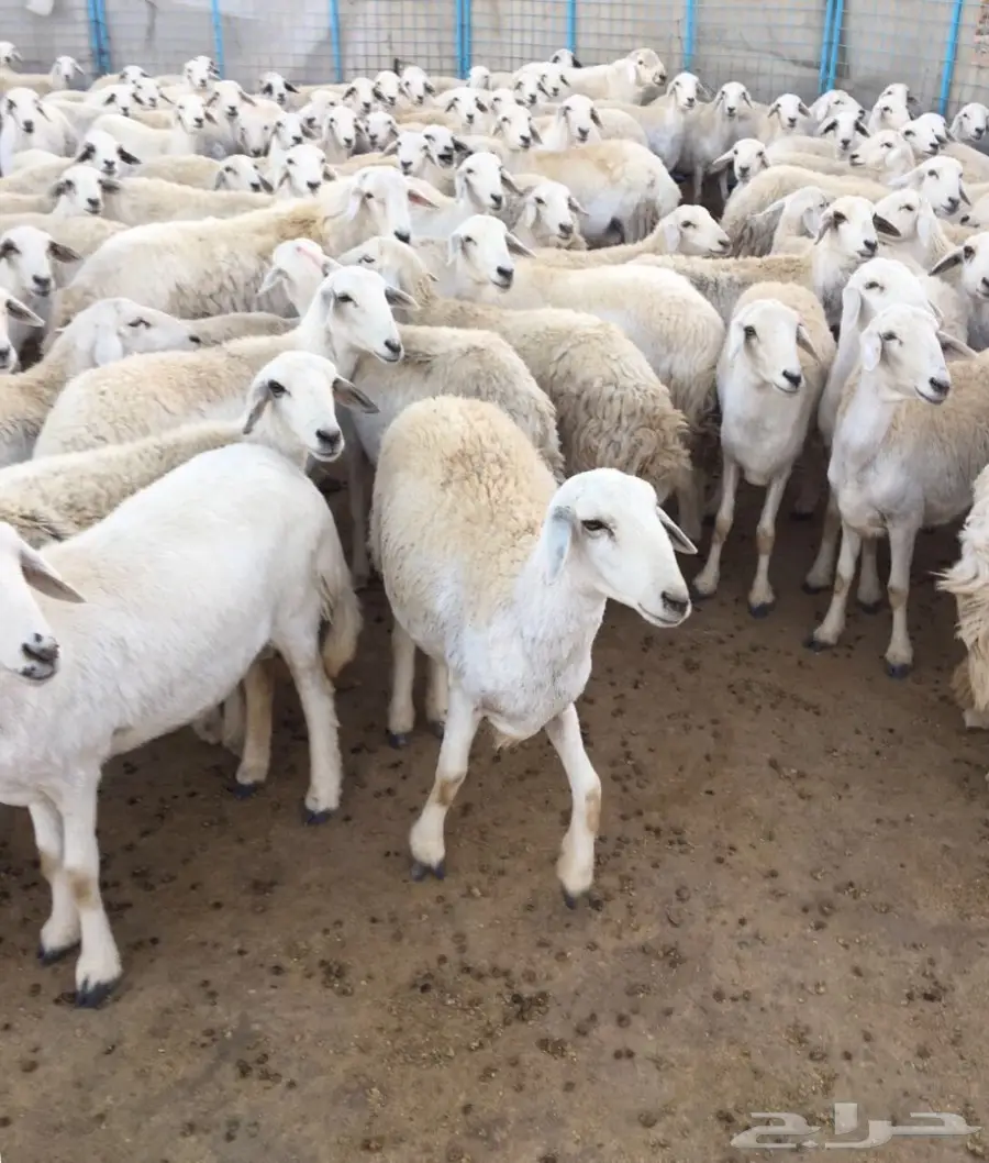 غنم للبيع 