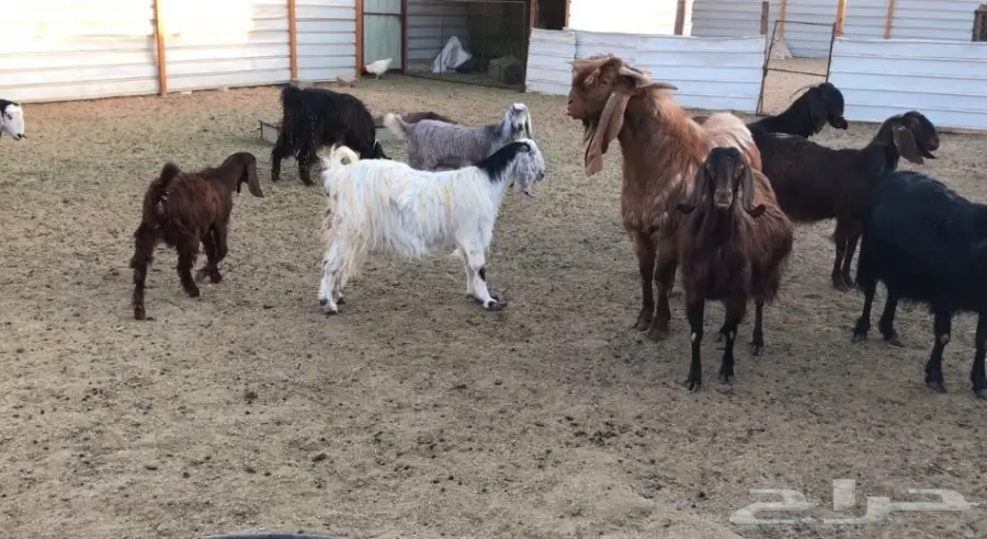 تيس هولندي فحل (image 3)