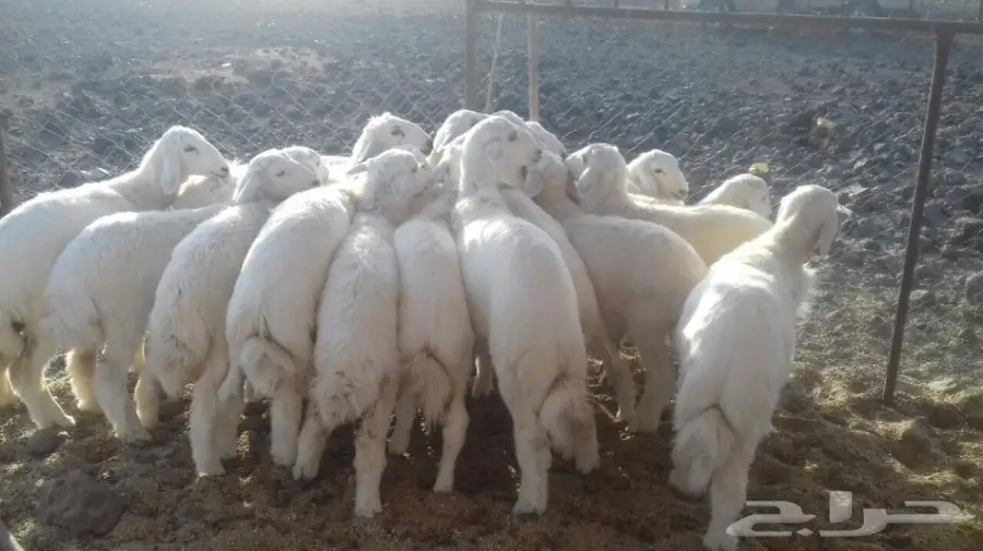 طليان حريه مع الذبح والتوصيل (image 5)