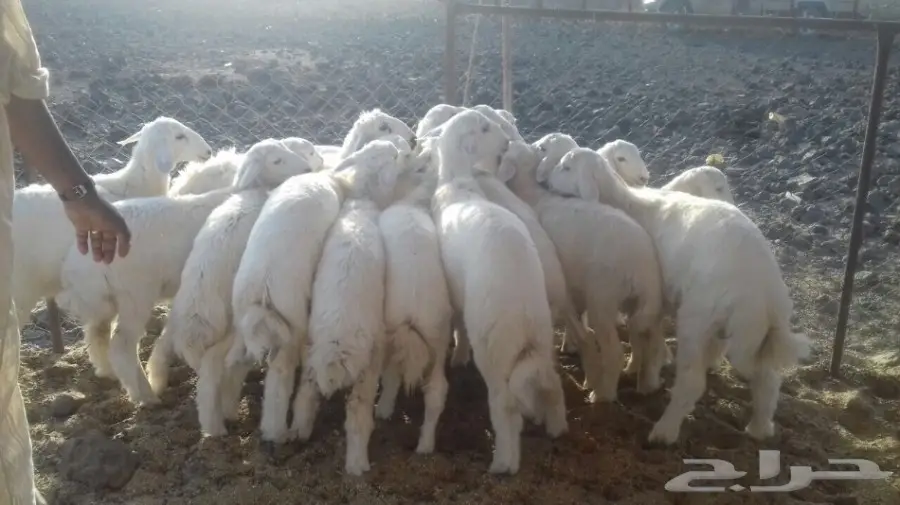 طليان حريه مع الذبح والتوصيل (image 6)