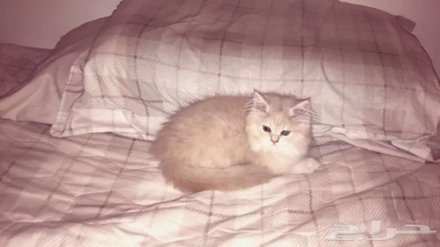 كيتن شيرازي جميل ب 350 ريال (image 1)