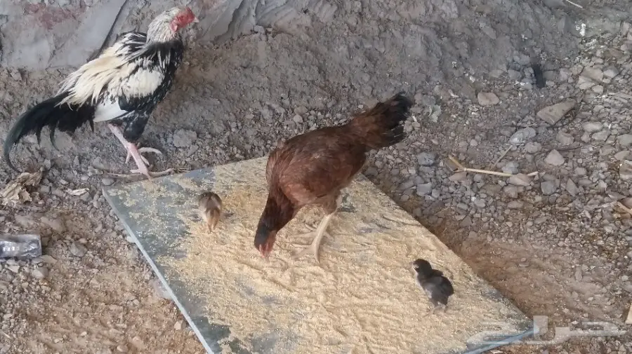 ديك باكستاني (image 2)