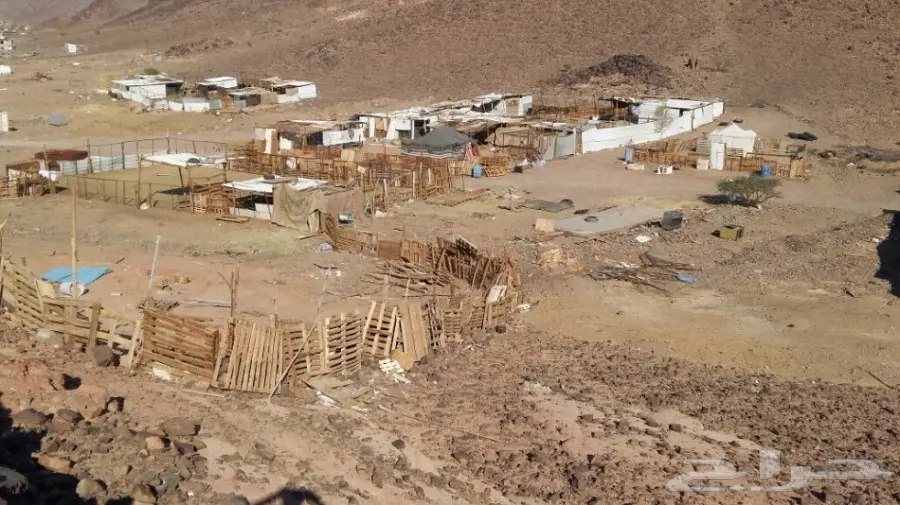 شبك غنم(مراح) (image 2)