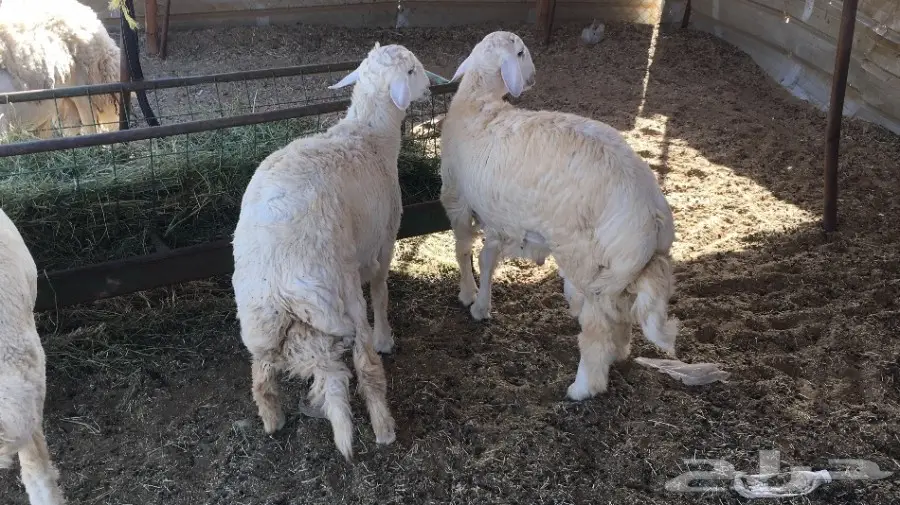 طليان عدد3 نصيفه وجبره وسمان ماشاء الله  (image 2)