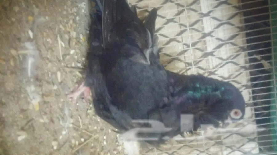 زوج كشكي مع طباته (image 7)