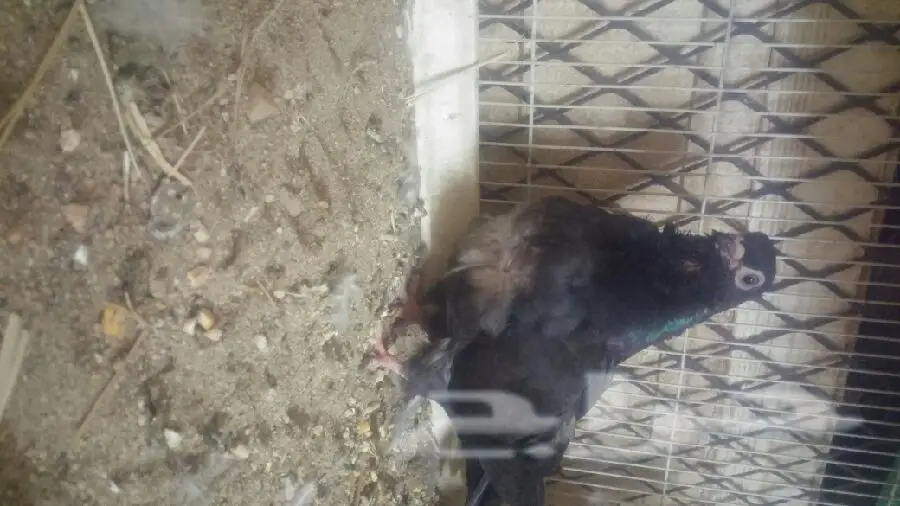 زوج كشكي مع طباته (image 5)