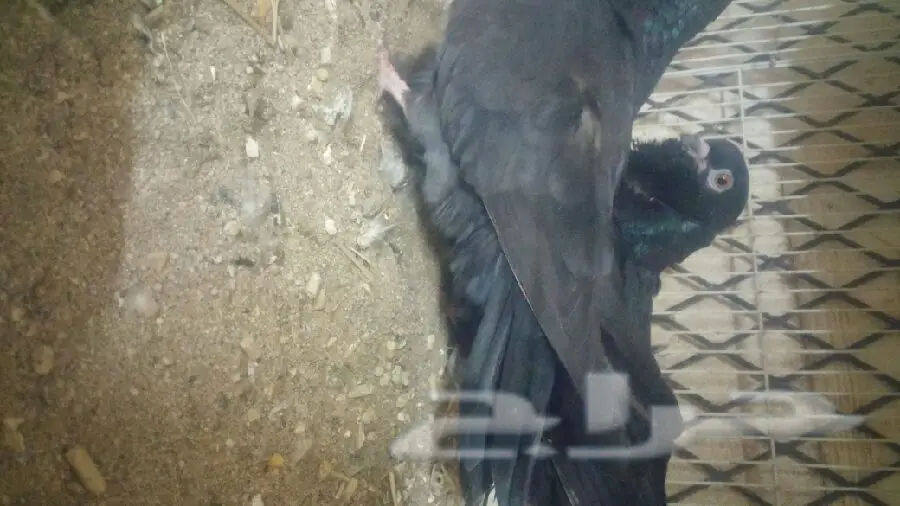 زوج كشكي مع طباته (image 9)