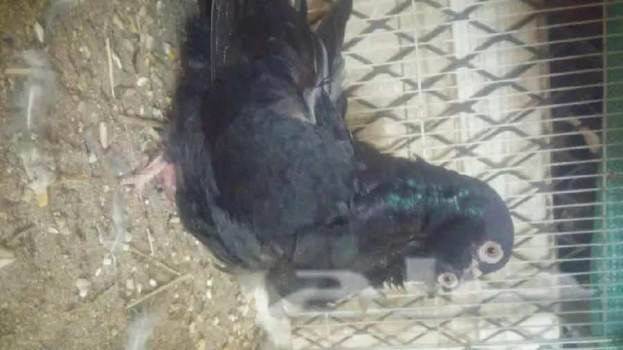 زوج كشكي مع طباته (image 6)