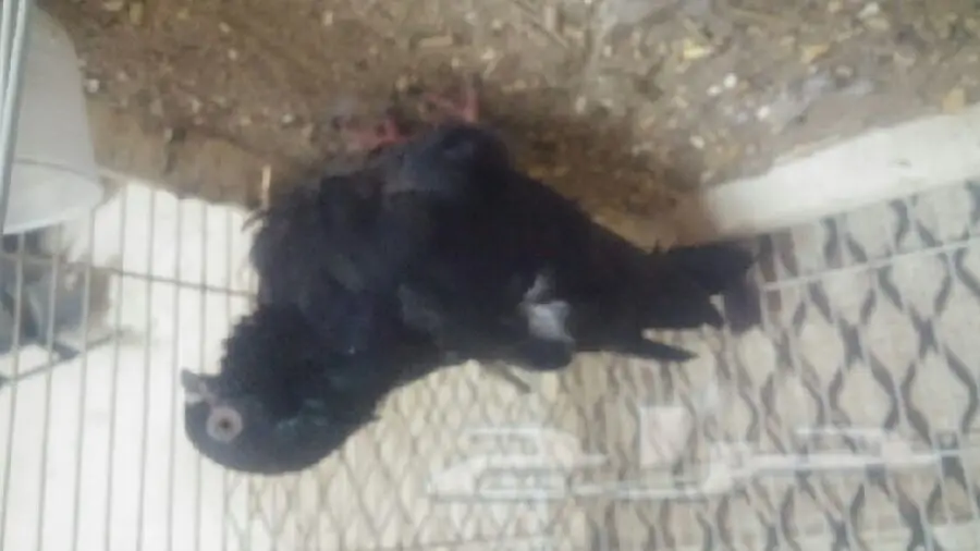 زوج كشكي مع طباته (image 4)
