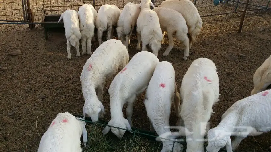 جده - طليان العدد 12 (image 1)