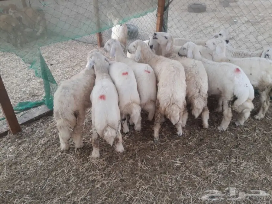 طليان حريه مع الذبح والتوصيل