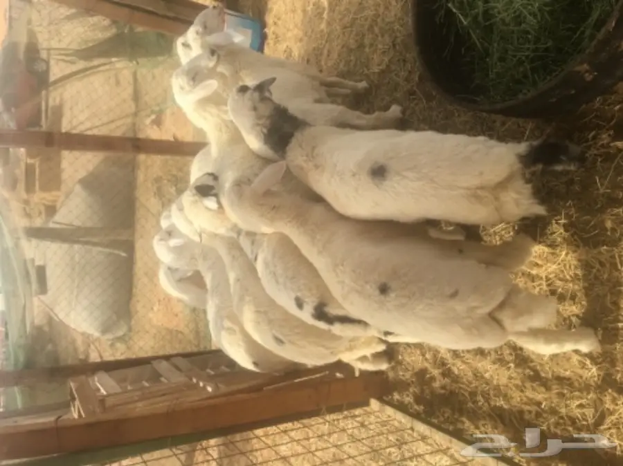 طليان حريه مع الذبح والتوصيل (image 4)