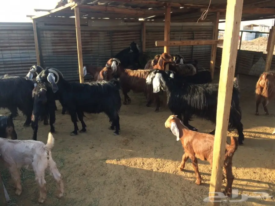 ماعز وليد (image 1)