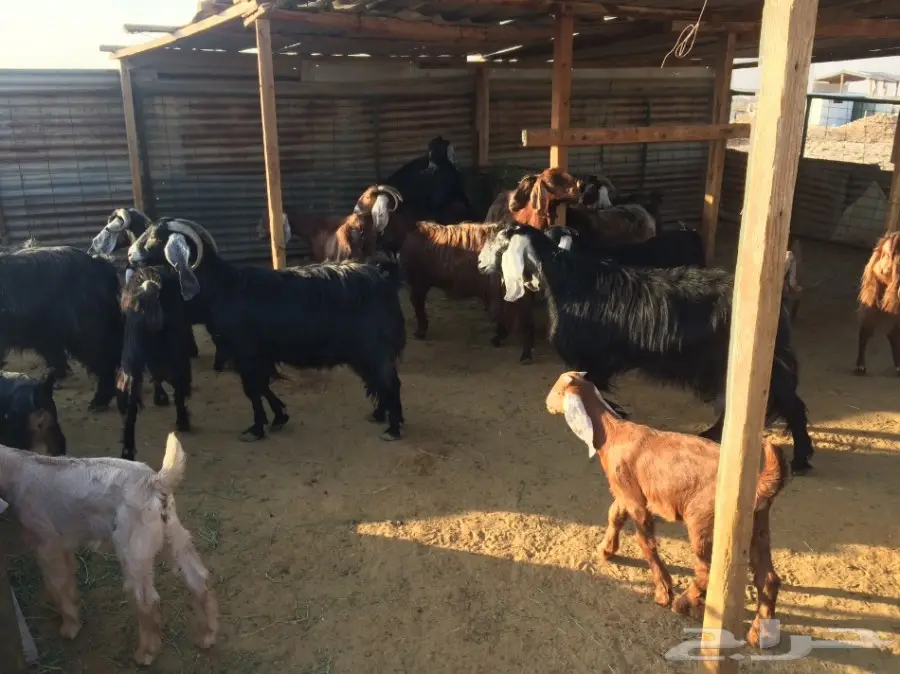 ماعز وليد (image 2)