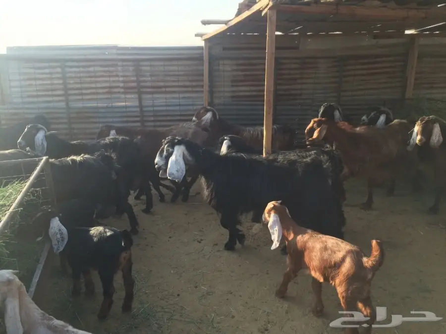 ماعز وليد (image 3)