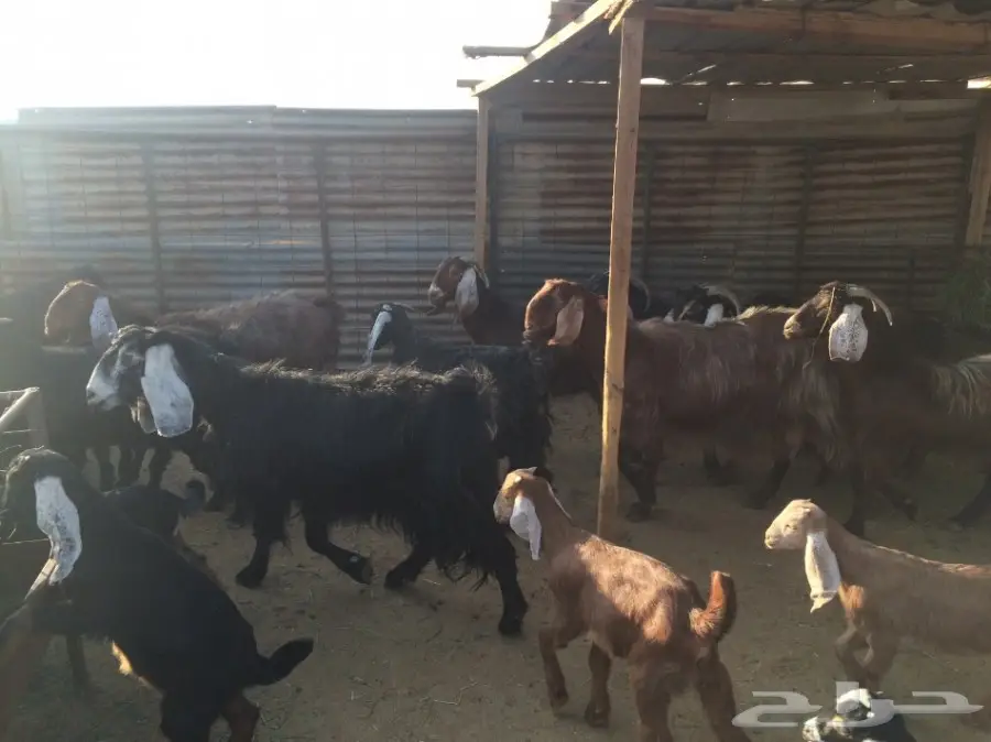 ماعز وليد (image 4)