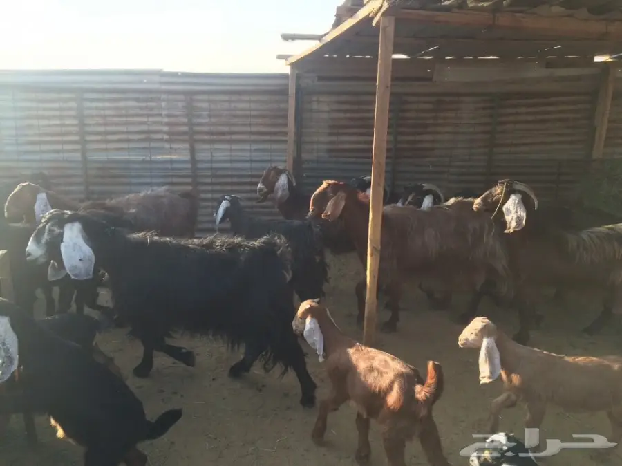 ماعز وليد (image 5)