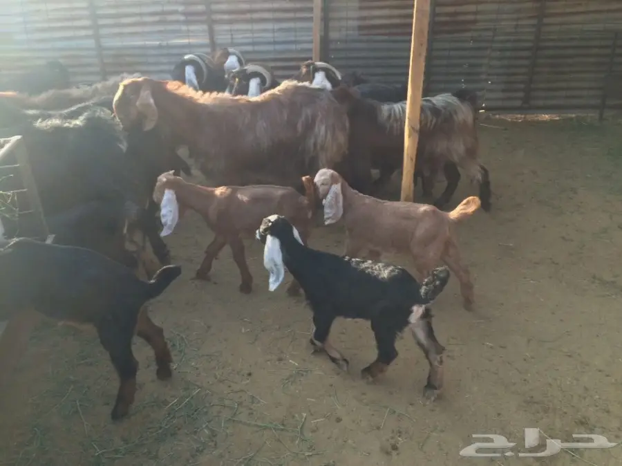 ماعز وليد (image 6)