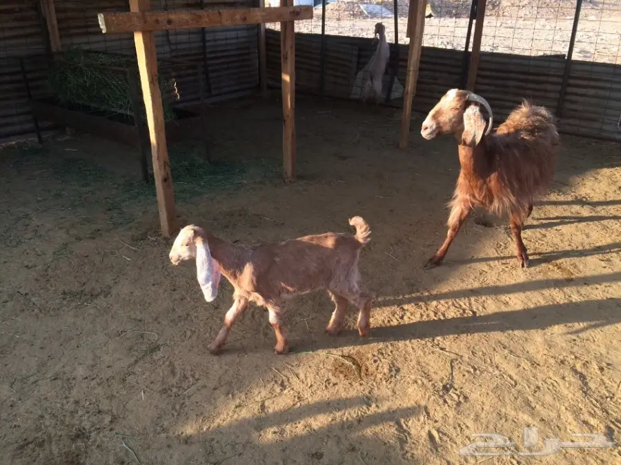 ماعز وليد (image 7)