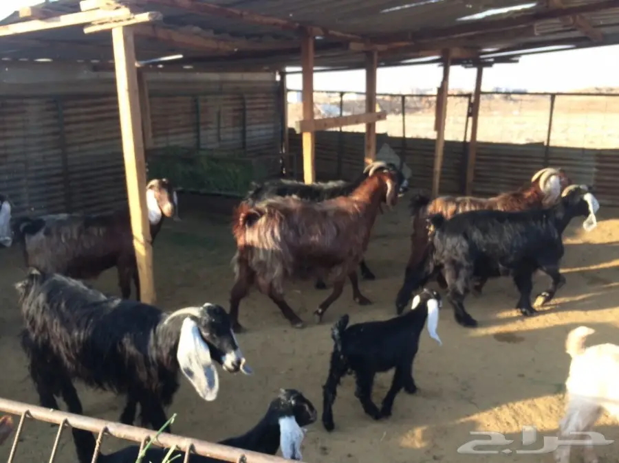 ماعز وليد (image 9)