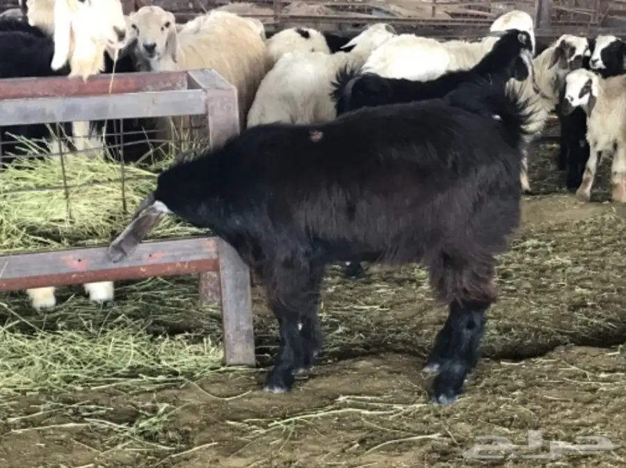 تيس سمين شحم ولحم نظيف