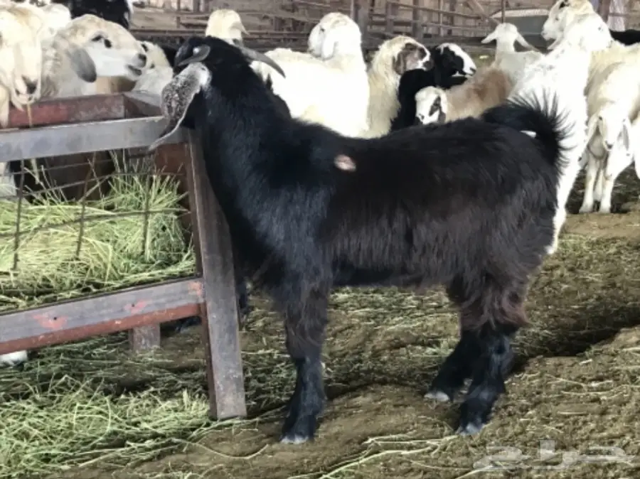 تيس سمين شحم ولحم نظيف (image 1)