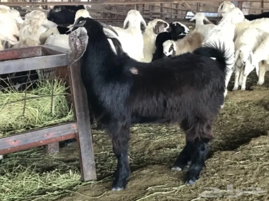 تيس سمين شحم ولحم نظيف (image 2)