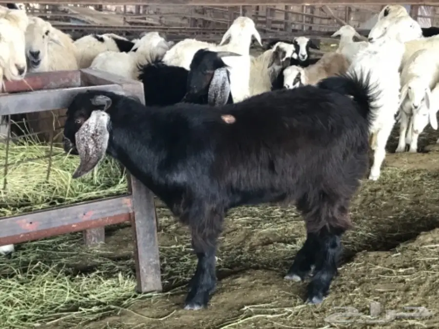 تيس سمين شحم ولحم نظيف (image 3)