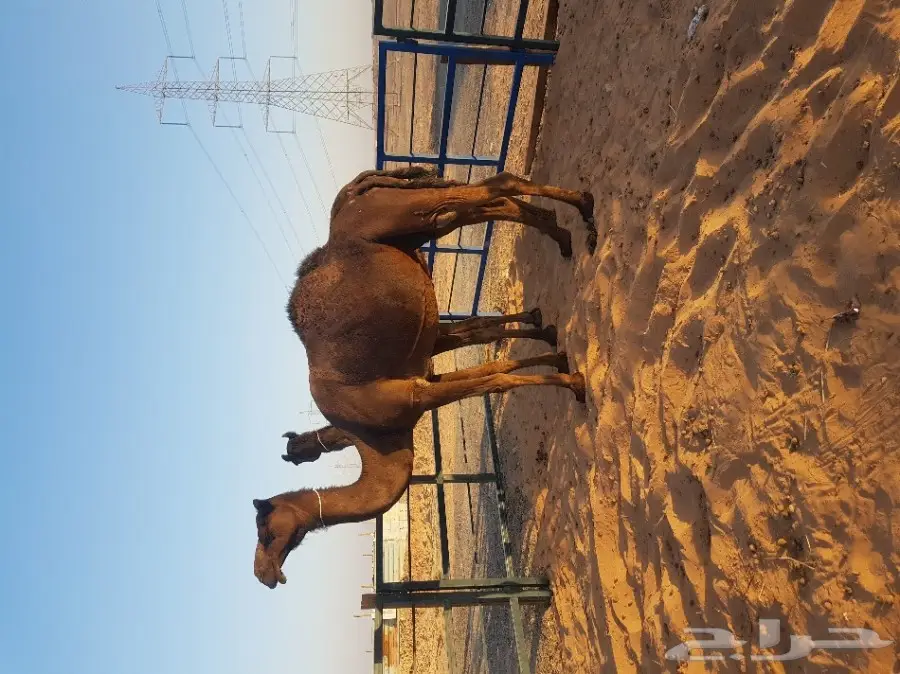 مزاد لآخر سومه ابل ملاقيات (image 3)