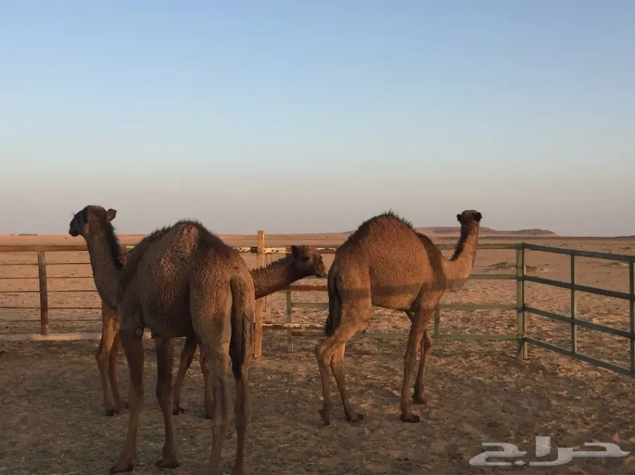 للبيع عدد 3 قعدان مفاريد بريه (image 1)