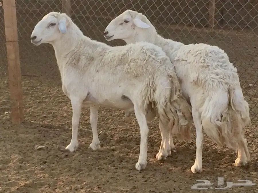 طليان حريه فحوله مشروطه (image 2)