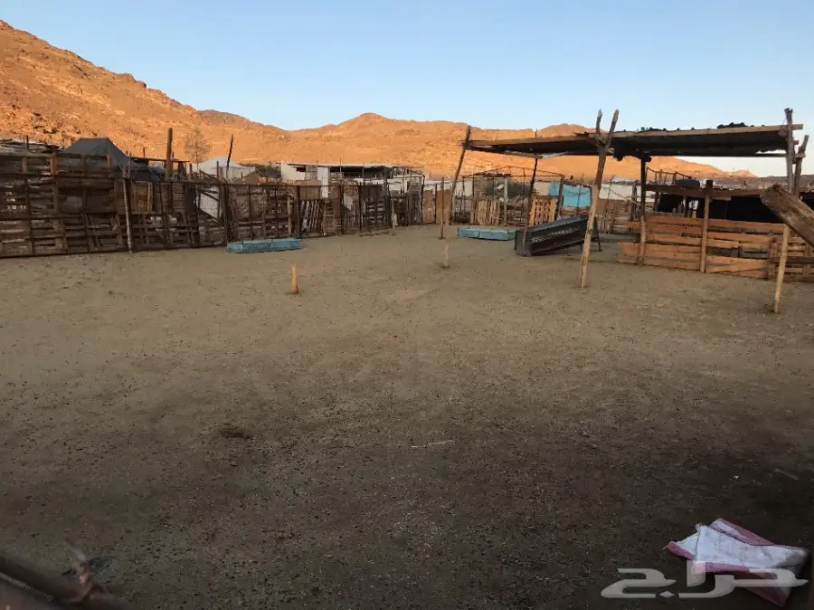 شبك غنم(مراح) (image 3)